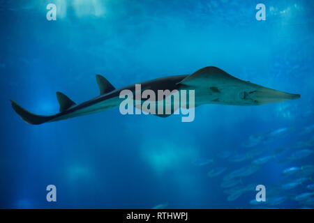 Riesige guitarfish (Rhynchobatus djiddensis), auch als whitespotted wedgefish bekannt. Stockfoto