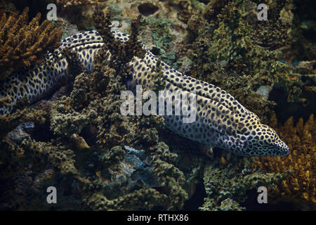 Geschnürte Muräne (Gymnothorax Favagineus), auch bekannt als der Leopard Moray. Stockfoto