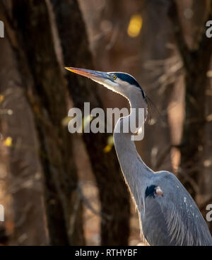 Great Blue Heron (Ardea herodias) auf einem lakeshoreat Sonnenuntergang Stockfoto