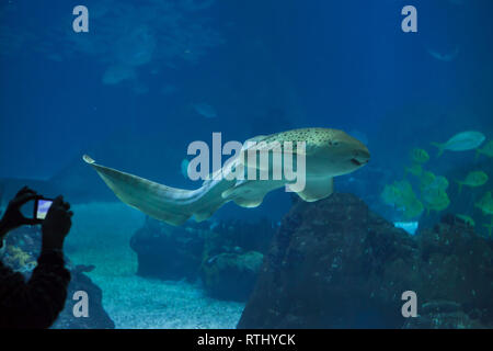 Besucher auf einem Smartphone Bilder der Zebra shark (Stegostoma fasciatum) auf dem Lissabonner Ozeanarium (Oceanário de Lisboa) in Lissabon, Portugal. Stockfoto