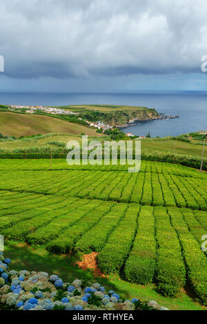 Tee Plantage an der Nordküste der Insel São Miguel auf den Azoren. Ländliche Landschaft mit Tee wachsende Farm. Schöne Hortensien im Vordergrund eine Stockfoto