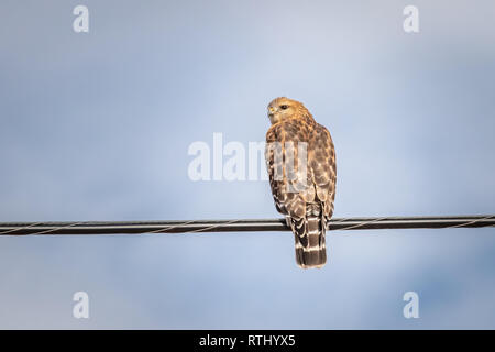 Rot - geschulterten Falken (Buteo lineatus) auf einem Draht thront. Stockfoto
