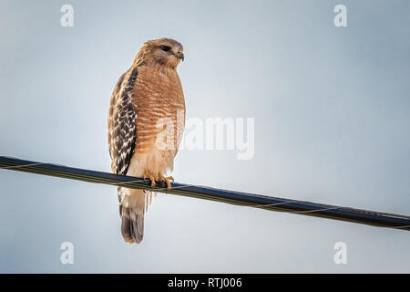 Rot - geschulterten Falken (Buteo lineatus) auf einem Draht thront. Stockfoto