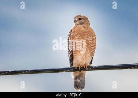 Rot - geschulterten Falken (Buteo lineatus) auf einem Draht thront. Stockfoto