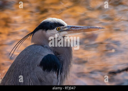 Great Blue Heron (Ardea herodias) auf einem lakeshoreat Sonnenuntergang Stockfoto