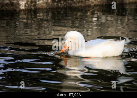 Eine weiße Crested duck (Anas platyrhynchos domesticus) leben als Wild Duck. Stockfoto