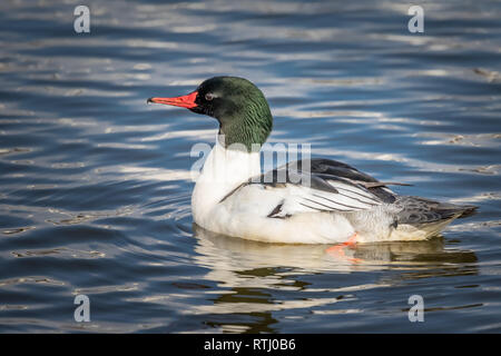 Eine gemeinsame Merganser Baden im See Hefner in Oklahoma City Stockfoto