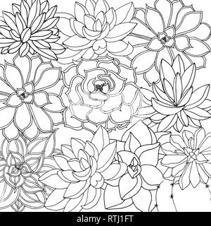 Doodle floral background in Vektor mit doodles schwarze und weiße Färbung Seite von Sukkulenten Stock Vektor