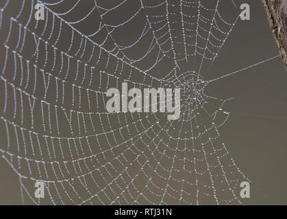 Cobweb mit Tautropfen Stockfoto