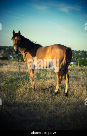 Allein reiten und Beweidung auf die Wiese im Sonnenuntergang Stockfoto