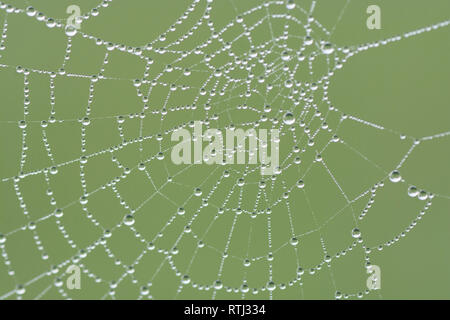 Cobweb mit Tautropfen Stockfoto