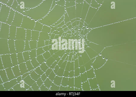 Cobweb mit Tautropfen Stockfoto