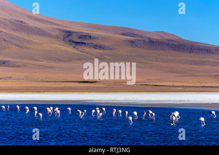 Laguna Canapa, Potosi, Bolivien Stockfoto