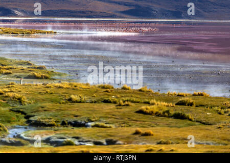 Laguna Colorada, Eduardo Avaroa National Park, Potosi, Bolivien Stockfoto