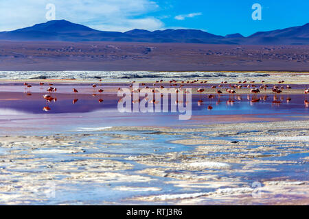 Laguna Colorada, Eduardo Avaroa National Park, Potosi, Bolivien Stockfoto