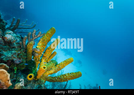 Ein leuchtender, gelber Röhrenschwamm hebt sich vor dem Hintergrund des blauen Ozeans hervor und bietet Schutz und Nahrung für kleine Fische und andere Meereslebewesen. Stockfoto