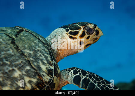 Nahaufnahme des hawksbill Schildkröte Kopf, Hals und Schulter Stockfoto