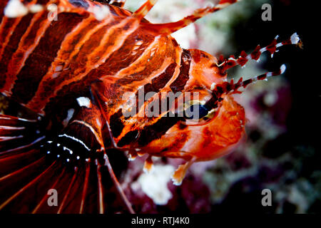 Nahaufnahme des Kopfes von Spotfin lion Pterois volitans, Fisch, Stockfoto