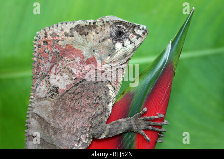 Behelmte Basilisk - Corytophanes cristatus Stockfoto