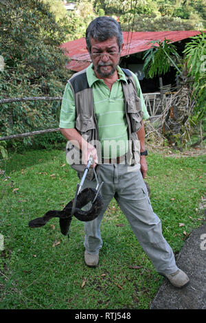 Snake Handler mit melanistic Zentralamerikanischen springen Pitviper Atropoides mexicanus Stockfoto