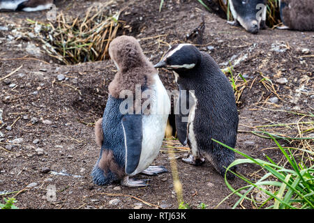 Magellan-pinguine, Martillo Insel Feuerland Nationalpark, Isla Grande de Tierra del Fuego Tierra del Fuego und Antartida e Islas del Atlant Stockfoto