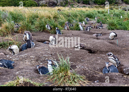 Magellan-pinguine, Martillo Insel Feuerland Nationalpark, Isla Grande de Tierra del Fuego Tierra del Fuego und Antartida e Islas del Atlant Stockfoto