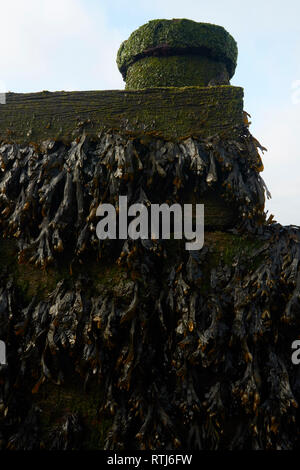 Auf hölzernen Leistengegend bei Ebbe an der Küste von Kent, England, Vereinigtes Königreich, Europa Algen Stockfoto
