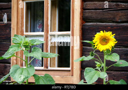 Holzfassade mit Sonnenblume vor dem Fenster Stockfoto