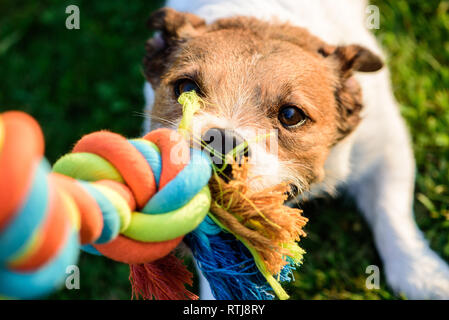 Hund zieht das Kauen von bunten Spielzeug Baumwoll Seil Stockfoto