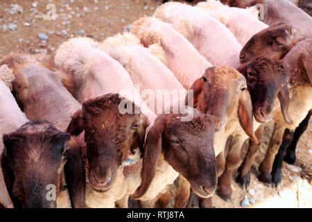 Viehmarkt, Kashgar (Kashi), Kashgar Präfektur, Uigurischen Autonomen Gebiet Xinjiang, China Stockfoto