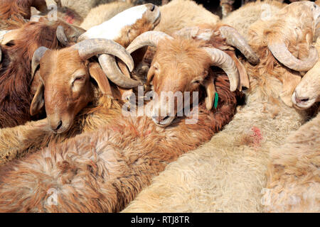 Viehmarkt, Kashgar (Kashi), Kashgar Präfektur, Uigurischen Autonomen Gebiet Xinjiang, China Stockfoto