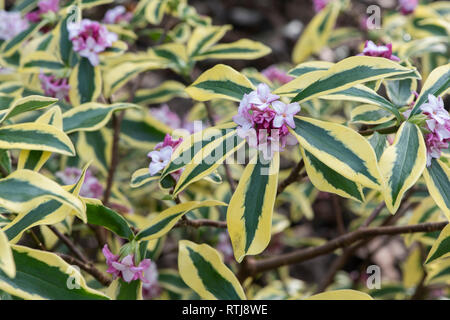 Daphne odora 'Mae-jima". Winter daphne Stockfoto