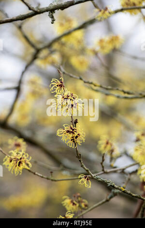 Hamamelis x Intermedia Primavera. Zaubernuss 'Harry' Blüte im Winter. Großbritannien Stockfoto