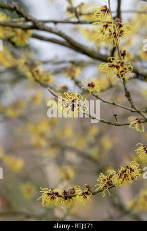 Hamamelis x Intermedia Primavera. Zaubernuss 'Harry' Blüte im Winter. Großbritannien Stockfoto