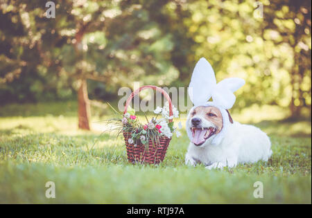 Hund tragen Häschenohren Stirnband mit Ostern Korb mit viel Grün und Blumen Stockfoto