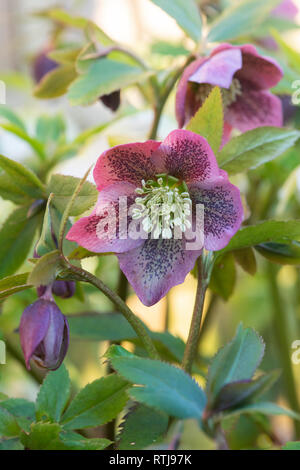 Helleborus hybridus. Germer. Fastenzeit stieg in einen englischen Garten. Großbritannien Stockfoto