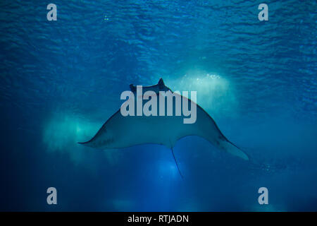 Teufel Fisch (Mobula mobular), auch als die riesigen Teufel ray auf dem Lissabonner Ozeanarium (Oceanário de Lisboa) in Lissabon, Portugal bekannt. Stockfoto