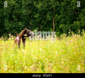 Brauner Bär, Ursus Arctos, Opala Fluss, Kamtschatka, Russland Stockfoto