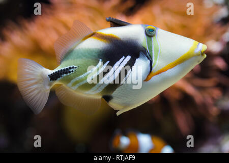 Lagune-Drückerfisch (Rhinecanthus Aculeatus), auch bekannt als der Picasso-Drückerfisch. Stockfoto