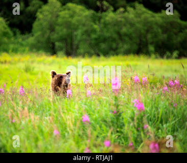 Brauner Bär, Ursus Arctos, Opala Fluss, Kamtschatka, Russland Stockfoto