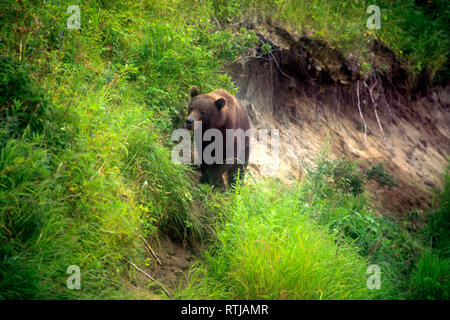 Brauner Bär, Ursus Arctos, Opala Fluss, Kamtschatka, Russland Stockfoto