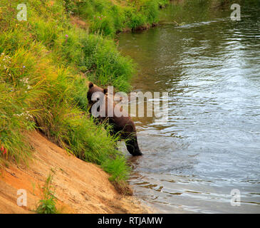 Brauner Bär, Ursus Arctos, Opala Fluss, Kamtschatka, Russland Stockfoto