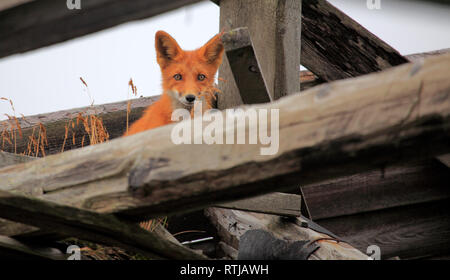 Rotfuchs (Vulpes Vulpes) in verlassenen Haus, Ochotskisches Meer Küste, Kamtschatka, Russland Stockfoto