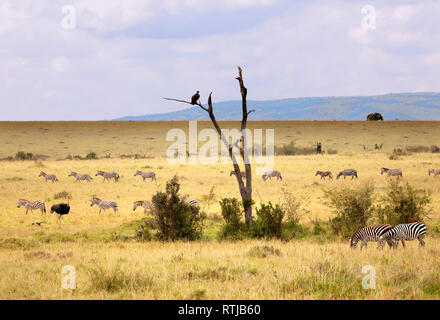 Landschaft, Masai Mara National Reserve, Kenia Stockfoto