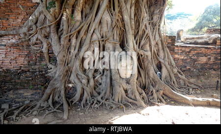 Ayutthaya Historical Park in Thailand Stockfoto
