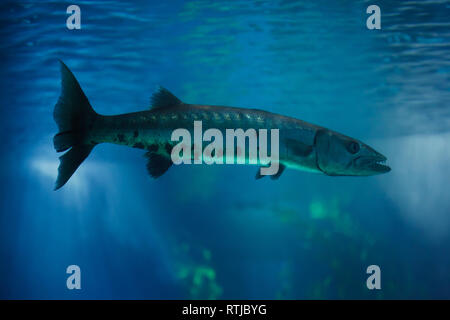 Großer Barracuda (größten Barracuda), auch bekannt als die riesigen Barrakudas. Stockfoto