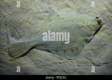 Scholle (Pleuronectes platessa), auch als die gemeinsame Scholle bekannt. Stockfoto