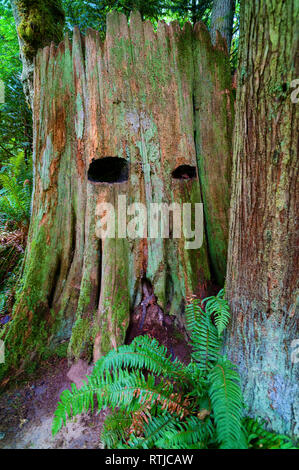 Ein baumstumpf im Wald, ähnlich einer Person Stockfoto
