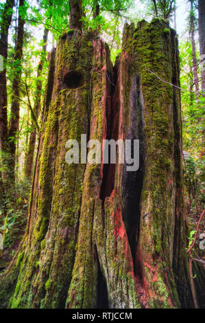 Eine moss Baumstumpf im Wald bedeckt Stockfoto