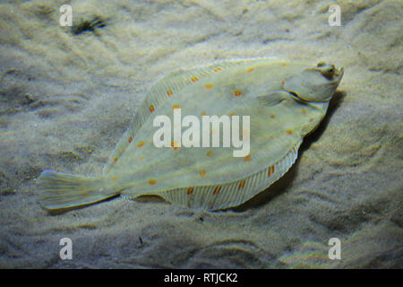 Scholle (Pleuronectes platessa), auch als die gemeinsame Scholle bekannt. Stockfoto
